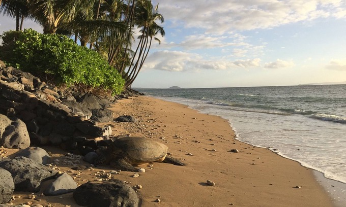 Halama Street House | Pvt Oceanfrt home w heated pool, hot tub, sunsets, kayaks, turtles & Whales!