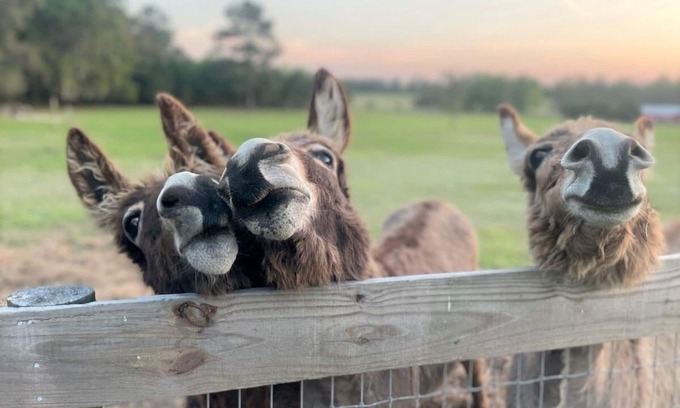 Williston House | Quiet Country Getaway in Horse County Close to Ocala/Gainesville, Pet Friendly!