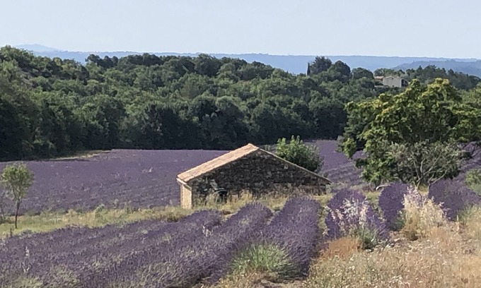 Forcalquier Other | Quiet little cottage in the middle of lavender fields