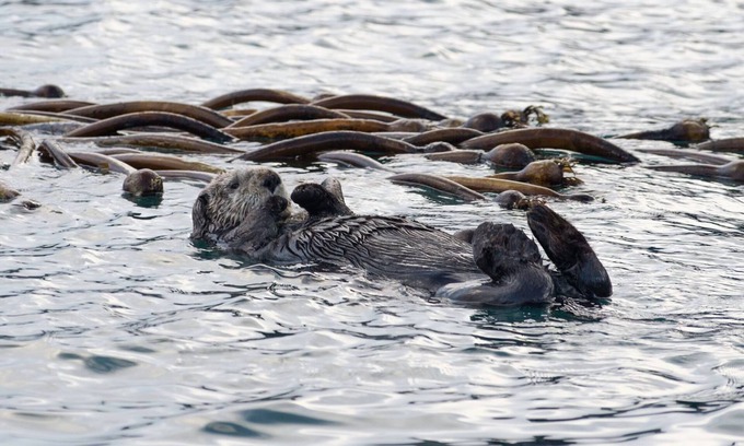 Bear Creek House | Seldovia House - Lost Lake