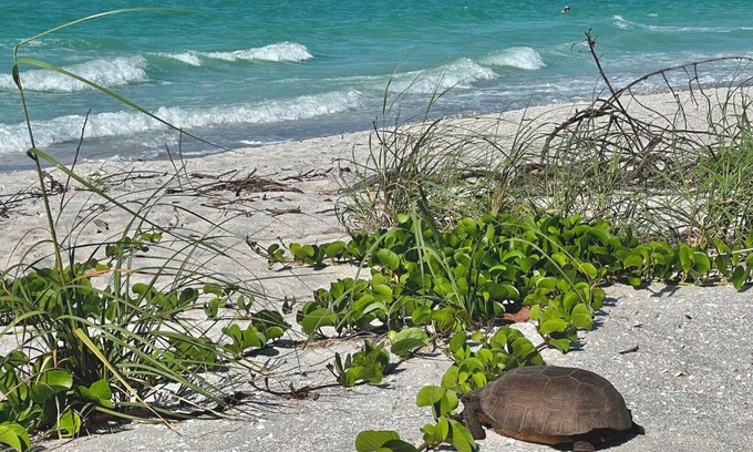 Sanibel Condo | Shelling, Sunrises, Sunsets, Stargazing & Serenity