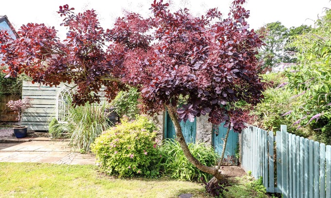 Penmon Cottage | Silva