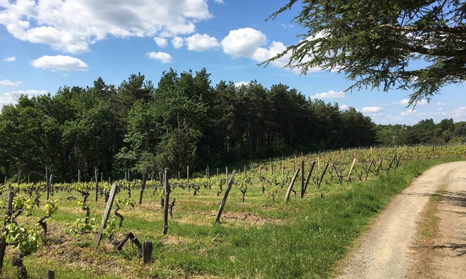 Murs-Erigne House | Small 19th-century house surrounded by vines, Domaine viticole de Rochambeau