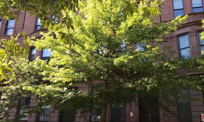 Central Park North Apartment | SPACIOUS BRIGHT 1 BEDROOM APARTMENT 2 BEDS IN LOVELY BROWNSTONE