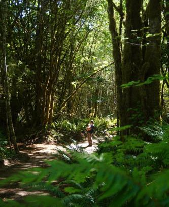 Port Angeles Other | Starlight Olympic Glamping