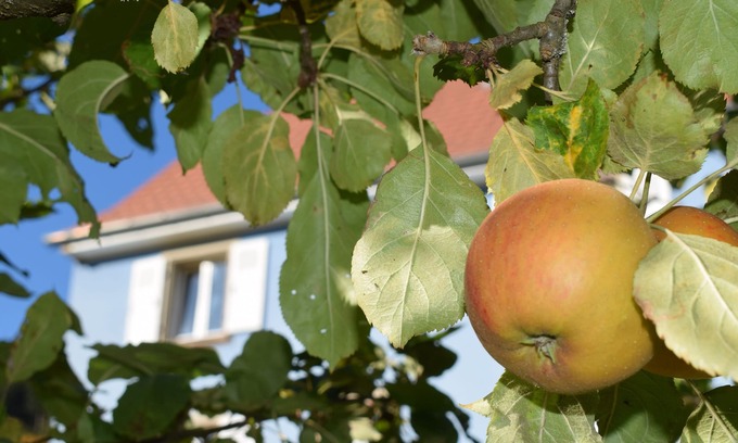 Sondernach Apartment | Stefania's rentals