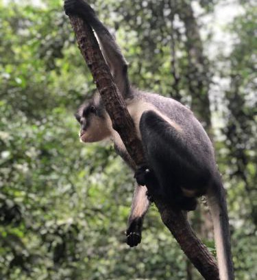 Bohorok Cabin | SumatraOrangutanDiscoveryVilla
