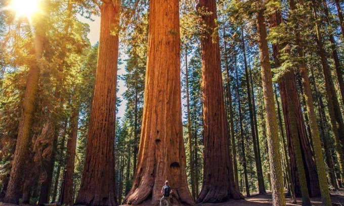 Three Rivers House | The Sequoia Hut!