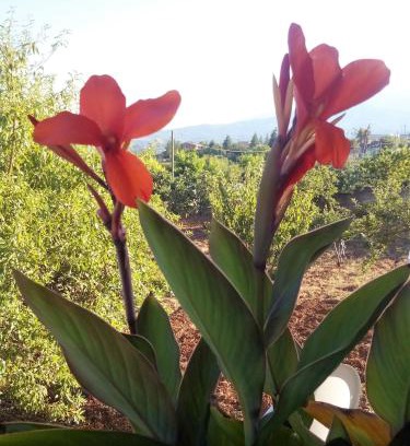 Castrovillari Bed & Breakfast | Tra Gli Ulivi