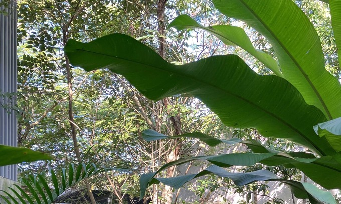 Chichen Itza - Valladolid House | Un jardin soigneusement jungle. Une piscine toujours fraîche. Ombres et lumière.
