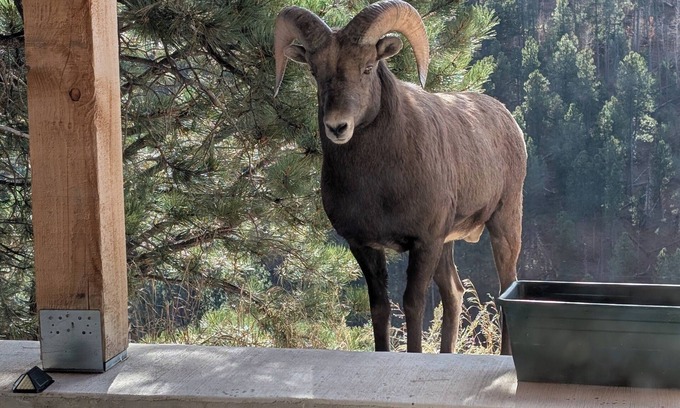 Deadwood House | 4-bedroom house next to Black Hills National Forest with Hot tub, great views!