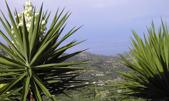 Aigialeia House | Vacation home olive garden in Greece