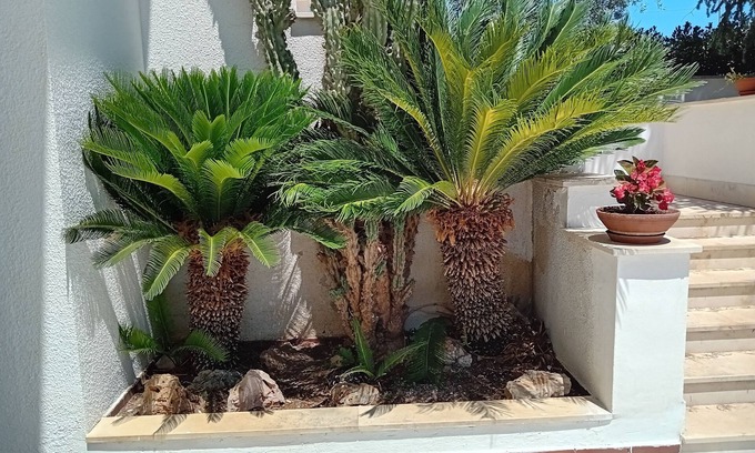 Sannicandro di Bari Villa | Villa con due appartamenti indipendenti