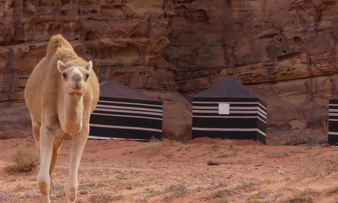 Wadi Rum RV Rental | Wadi Rum Desert Tours Camp