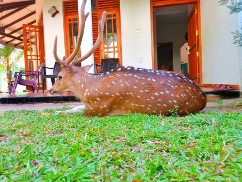 Dambulla House | Yala Eagle Nest