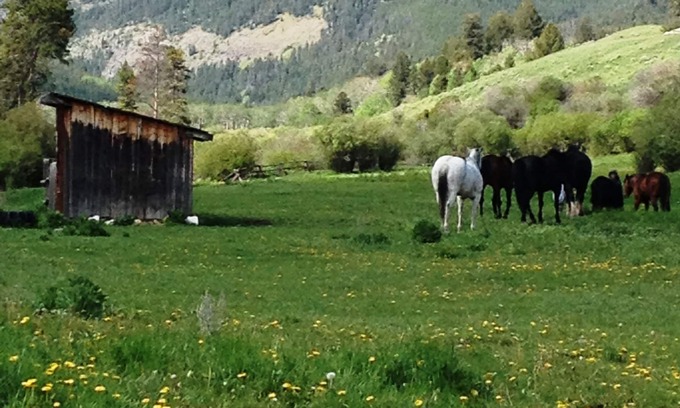 Gardiner Cabin | Yellowstone Park - Cabin On Private Creek, Other Lodging, Close To Activities