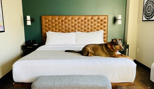Room, 1 King Bed