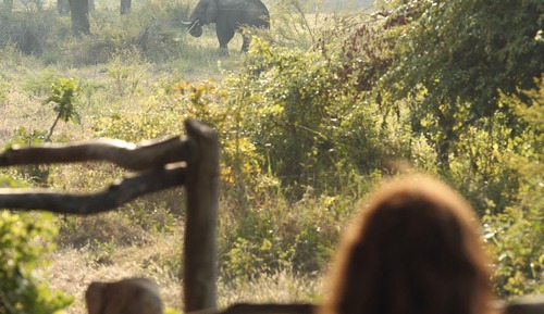 Exclusive Tree House, 2 Bedrooms (Jackalberry)