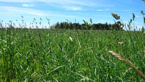 Two-Bedroom Apartment with Garden View