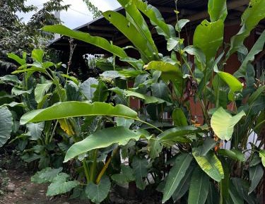 Double Room with Balcony (2 Adults + 1 Child)