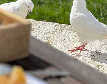 Apartment with Garden View