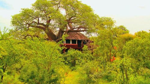 Treehouse