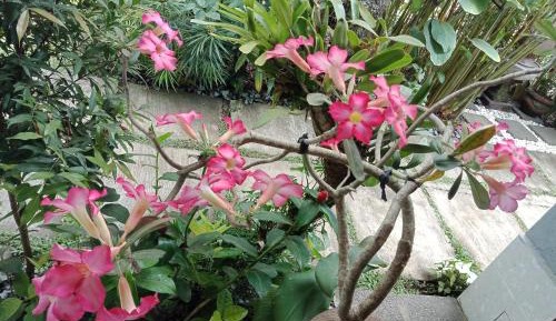 Double Room with Garden View
