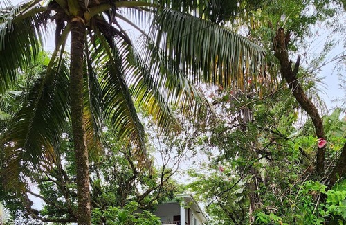 Forest Home Apartment | Stay, relax and explore in Belize at our tropical oasis by the Caribbean Sea.