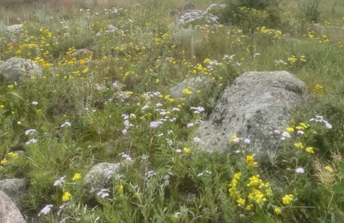 Nederland Cabin | Slice of Wild Heaven: Magical, Cozy, Forest Cabin @ the Top of the World. Views