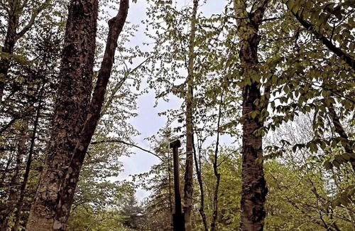Hampstead Cabin | Secluded Lakefront Treetop Cabin with Nordic Spa