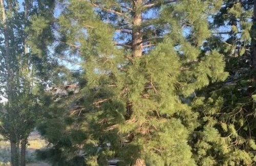 Wrightwood RV Rental | Spontaneous tent