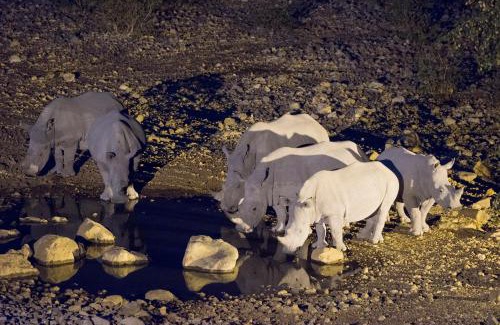 Okaukuejo Cabin | Ongava Lodge