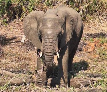 Kakumbi Villa | Magic Mfuwe Private Bush Estate