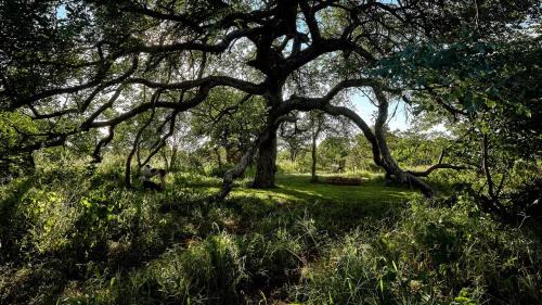 Tsumeb Other | ZuriCamp - Campsite Halishi