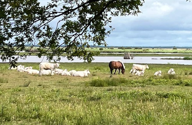 Gîte Parc de Brière