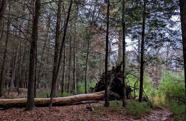 Modern Cabin in Catskill Mountain. On 7 acres of private land.