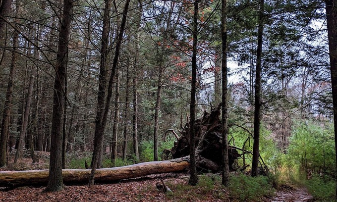 Kerhonkson Cabin | Modern Cabin in Catskill Mountain. On 7 acres of private land.