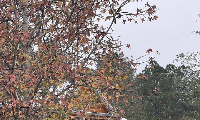 Wing Cabin | Rustic and Elegant log cabin nestled in the Conecuh National Forest.